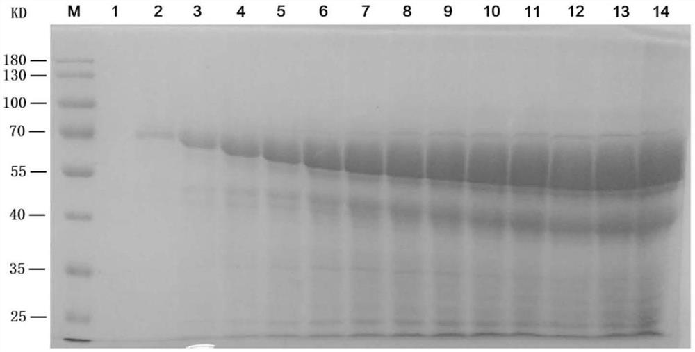 Preparation method and purification method of human serum albumin