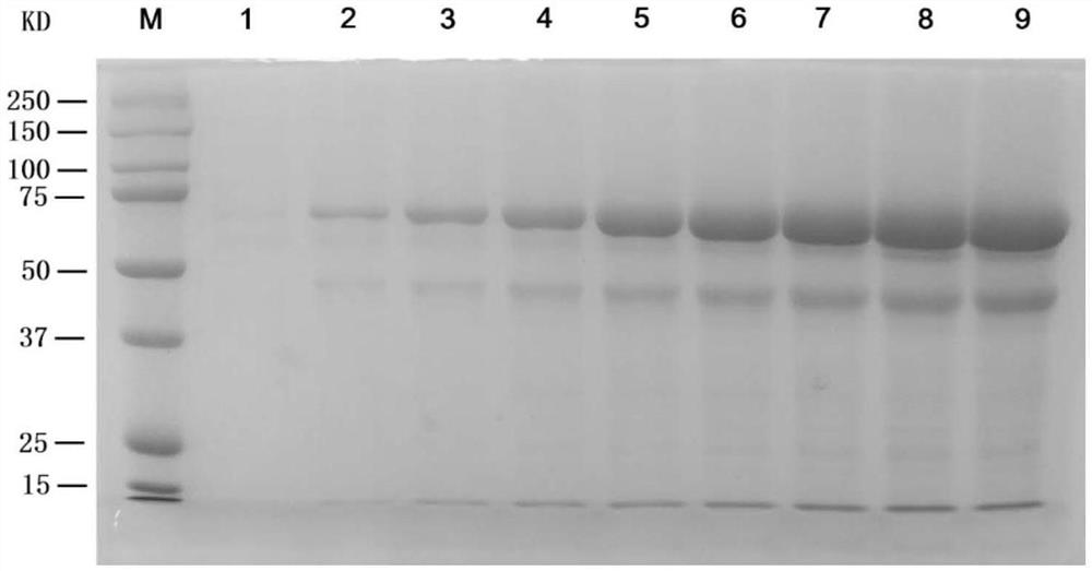 Preparation method and purification method of human serum albumin