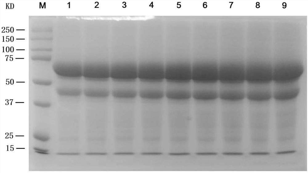 Preparation method and purification method of human serum albumin