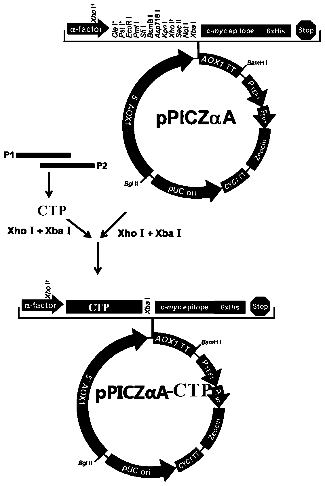 Hybrid peptide with immunomodulatory and anti-inflammatory functions and preparation method and application thereof