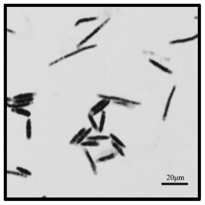 Bacillus bataviensis BY08 and application thereof