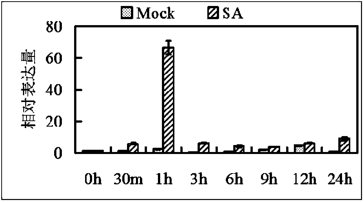 Application of rice WRKY transcription factor gene OsWRKY21 in cultivation of resistant varieties of plants