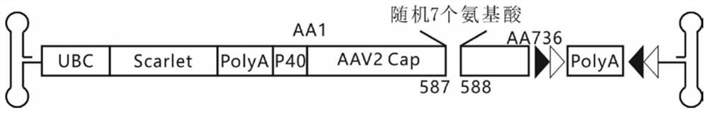 Adeno-associated virus mutant applicable to specific infection of U87-MG cells