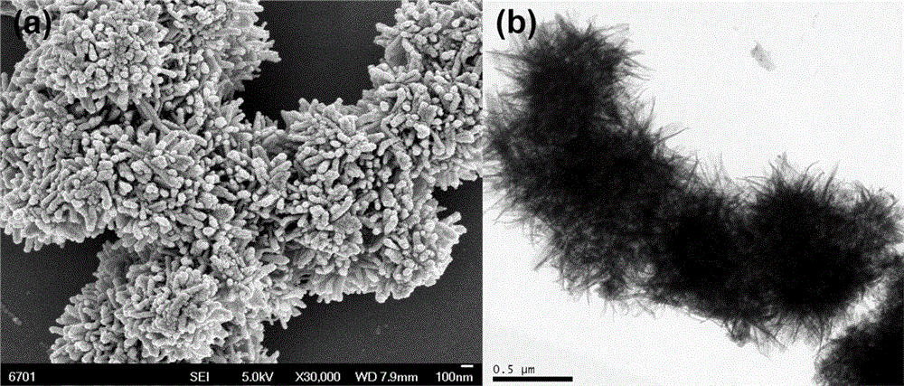 Preparation method of universal super-amphiphobic nano coating based on flower shape titanium dioxide nano particles