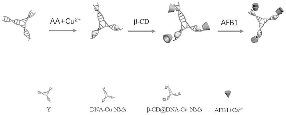 A method for detecting aflatoxin b1 based on fluorescent copper nanoparticles