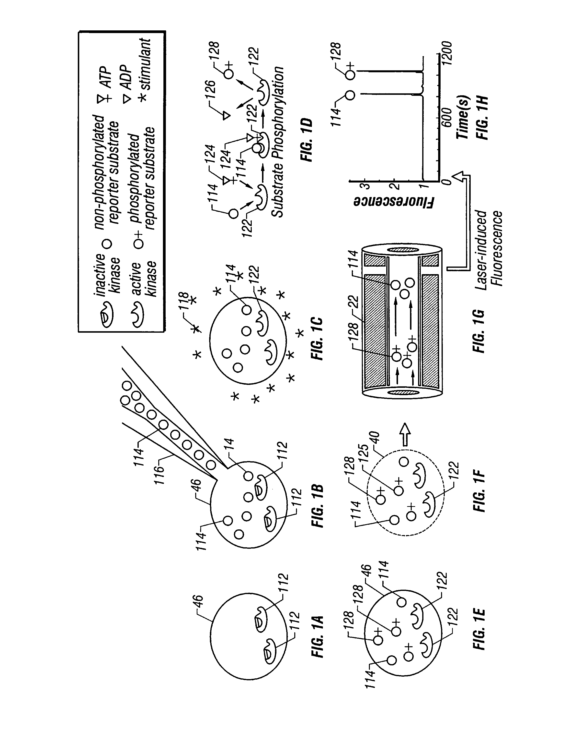 Method and apparatus for detecting enzymatic activity using molecules that change electrophoretic mobility