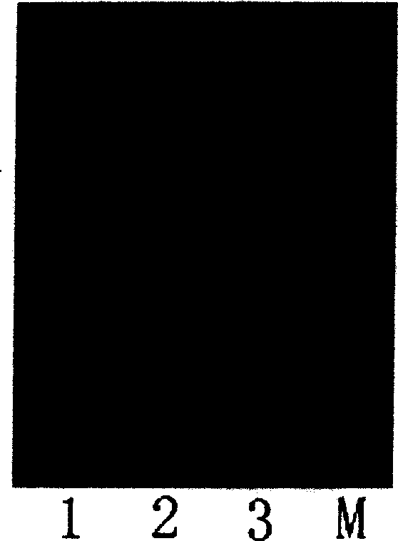 Method for extracting DNA by using magnetic nano composite material and its kit