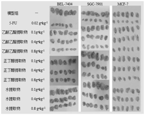 Application of abrus cantoniensis hance extract in preparation of anti-cancer drug