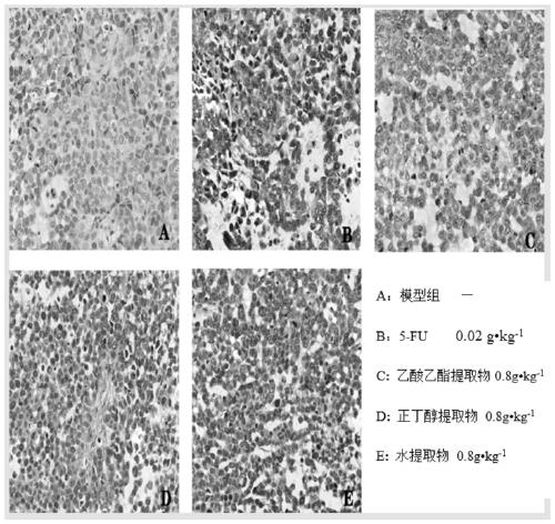 Application of abrus cantoniensis hance extract in preparation of anti-cancer drug