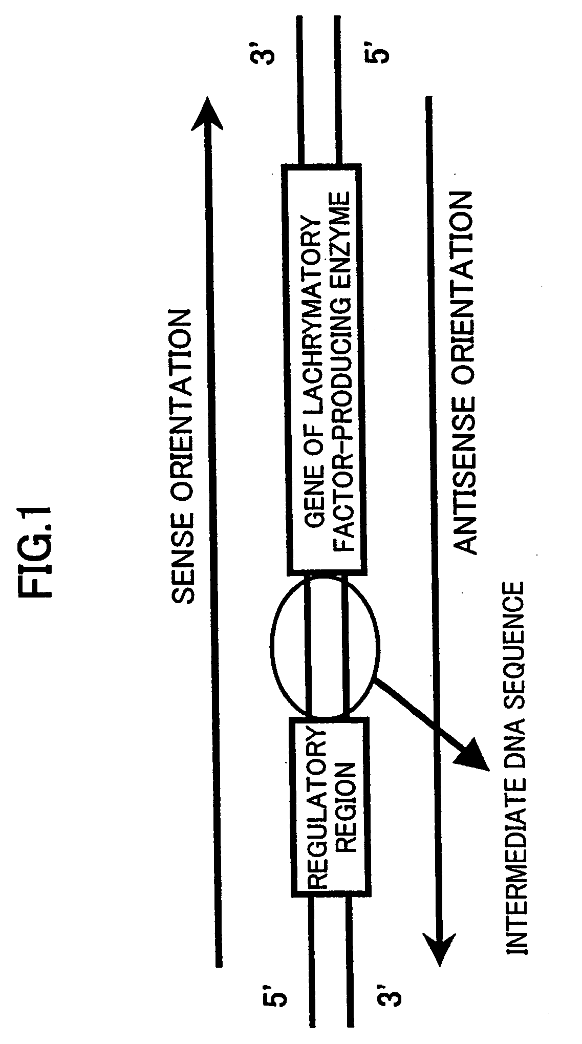 DNA and vector for repressing expression of gene of lachrymatory factor-producing enzyme, method for repressing expression of gene of lachrymatory factor-producing enzyme with them and vegetables having repressed expression of gene of lachrymatory factor-producing enzyme