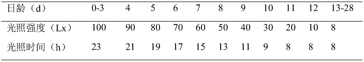 Illuminating farming method to adjust and control sexual maturity of high-quality broiler breeders