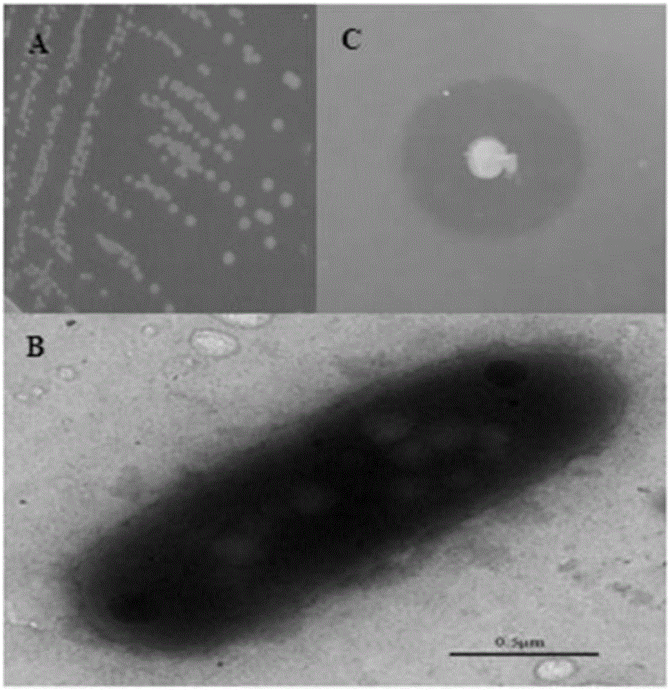 Broad-spectrum substituted urea herbicide degradation bacterium and amidohydrolase gene and application