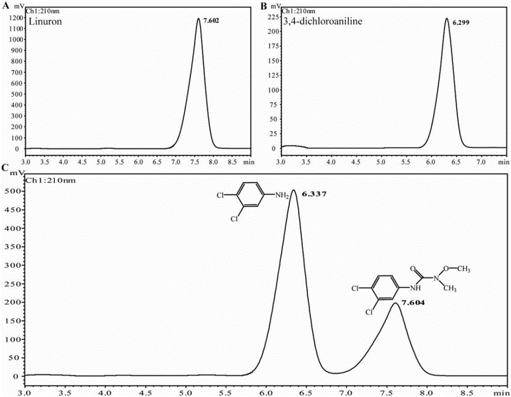 Broad-spectrum substituted urea herbicide degradation bacterium and amidohydrolase gene and application