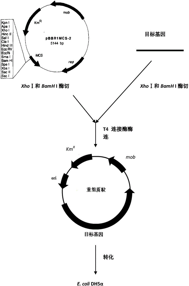 Broad-spectrum substituted urea herbicide degradation bacterium and amidohydrolase gene and application