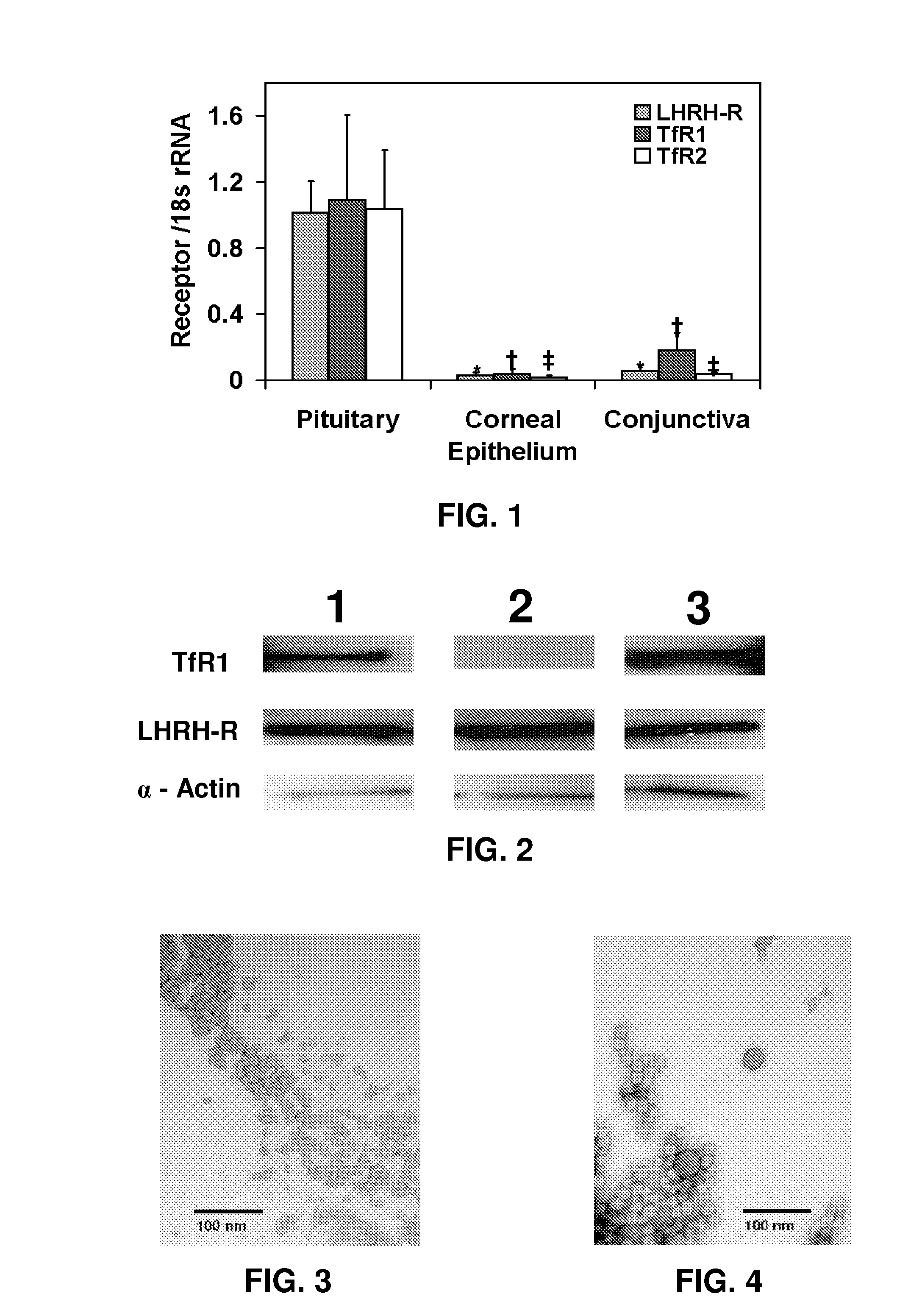 Methods and Compositions for Targeted Delivery of Therapeutic Agents