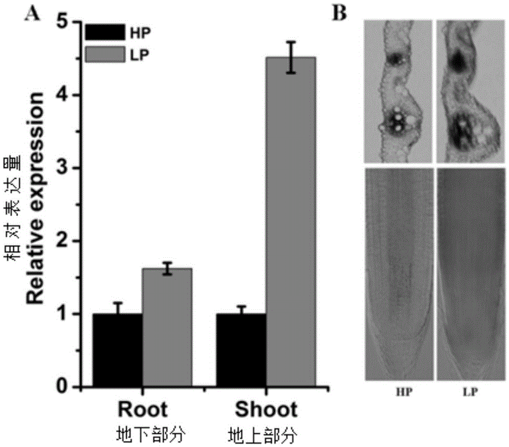 Rice cyclin OsCYCP4 ; 4 application and method for improving rice tolerance to low phosphate stress