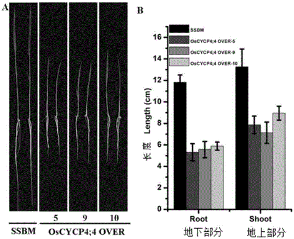 Rice cyclin OsCYCP4 ; 4 application and method for improving rice tolerance to low phosphate stress