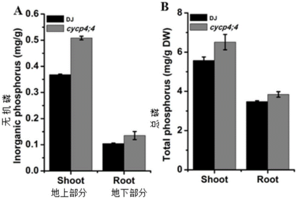 Rice cyclin OsCYCP4 ; 4 application and method for improving rice tolerance to low phosphate stress