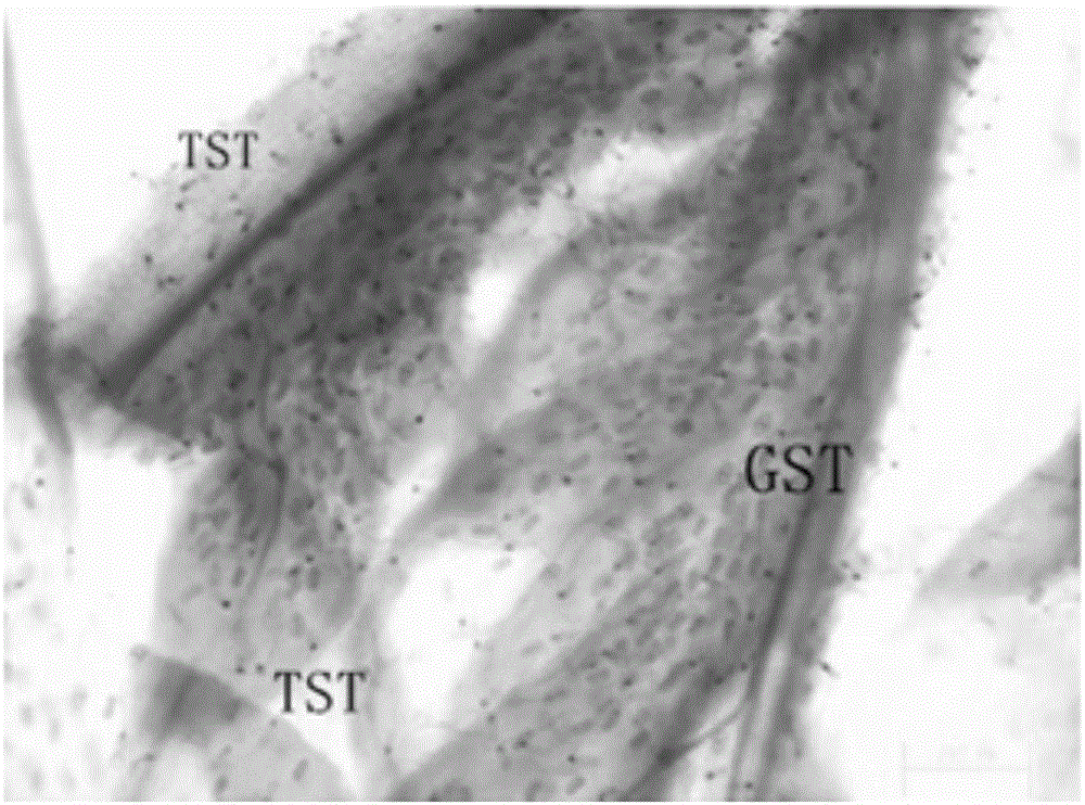 AaPDR2 gene promoter as well as functional verification method and application thereof