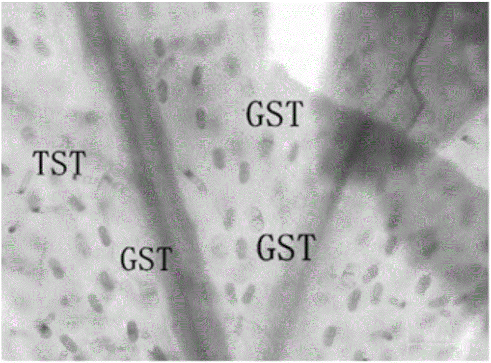 AaPDR2 gene promoter as well as functional verification method and application thereof