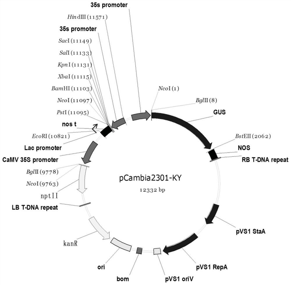 A kind of gene of transcription factor lcbhlh52 of Liriodendron tulipifera and its application