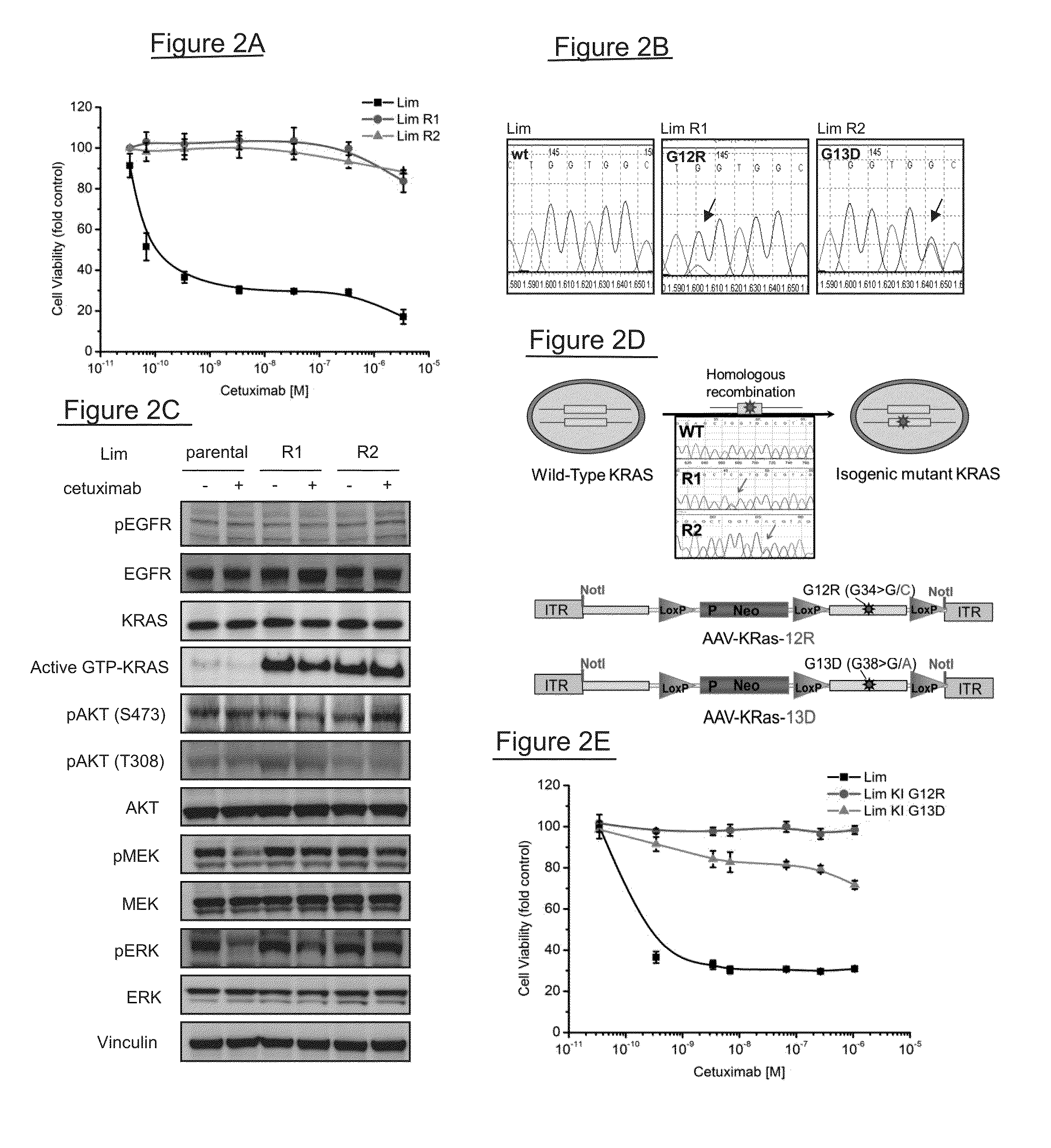 Kras mutations and resistance to Anti-egfr treatment