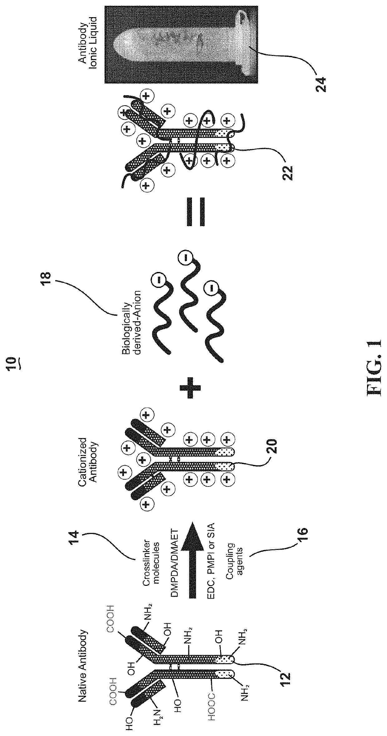 Ultrastable antibody ionic liquids