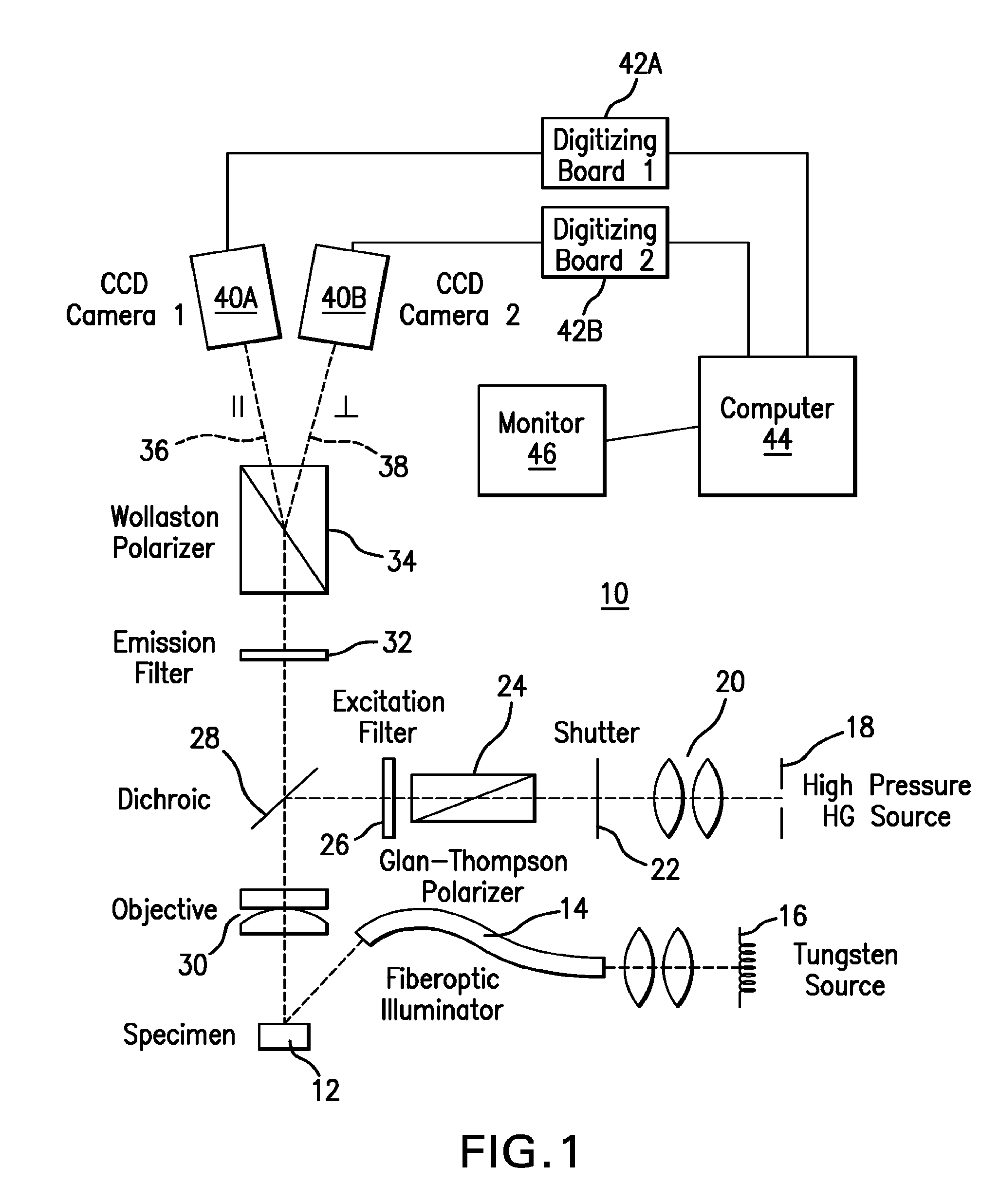 Apparatus for the non-invasive measurement of tissue function and metabolism by determination of steady-state fluorescence anisotropy