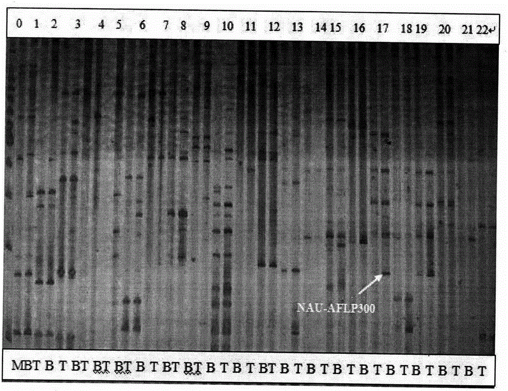 Method for utilizing stamen petalody to mark male sterility genes of Brassica campestris ssp.chinensis