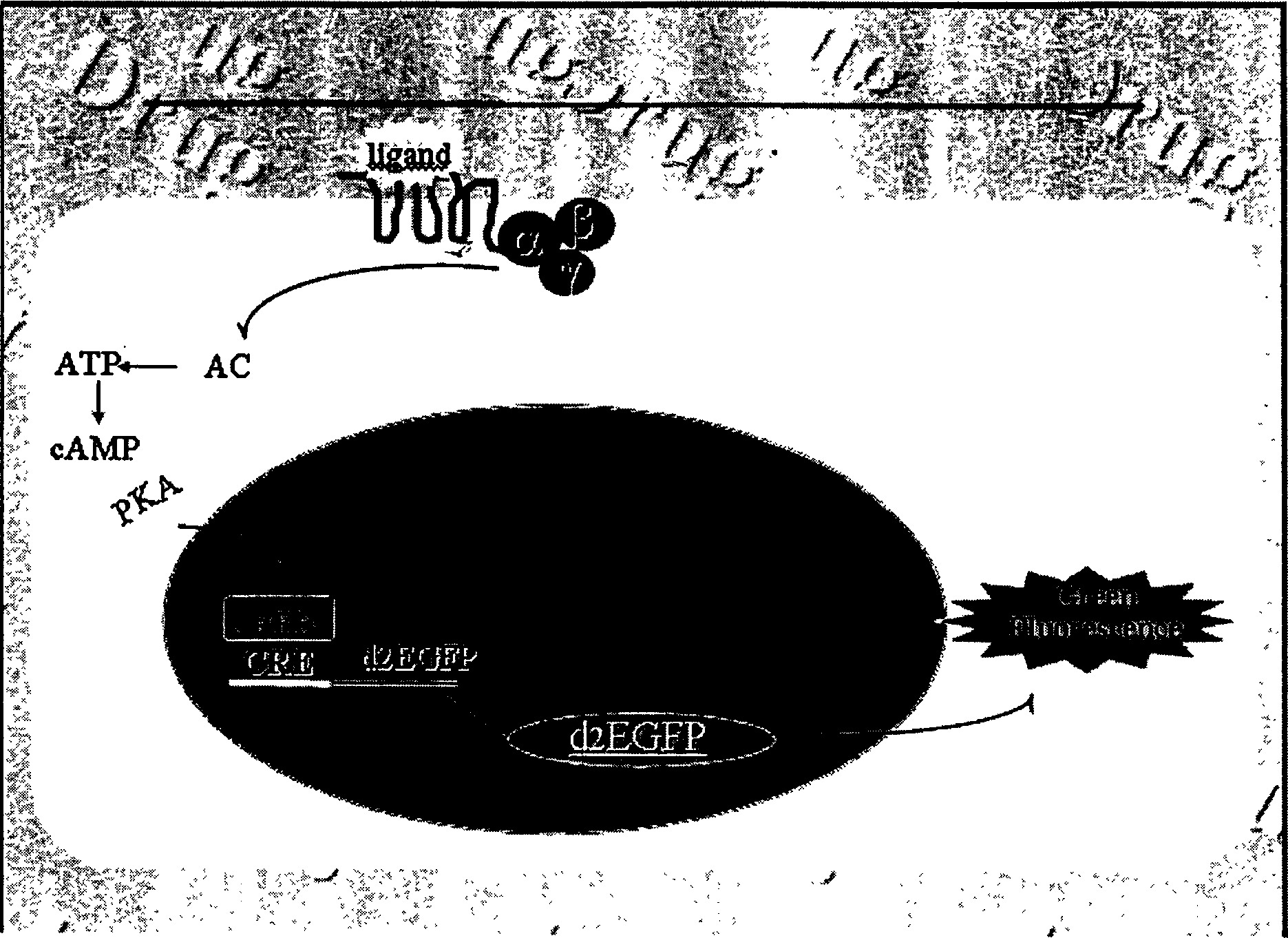 Cell test system and construction method and use