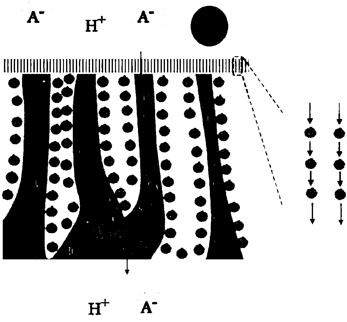 Asymmetrically porous ion exchange membranes and their method of manufacture