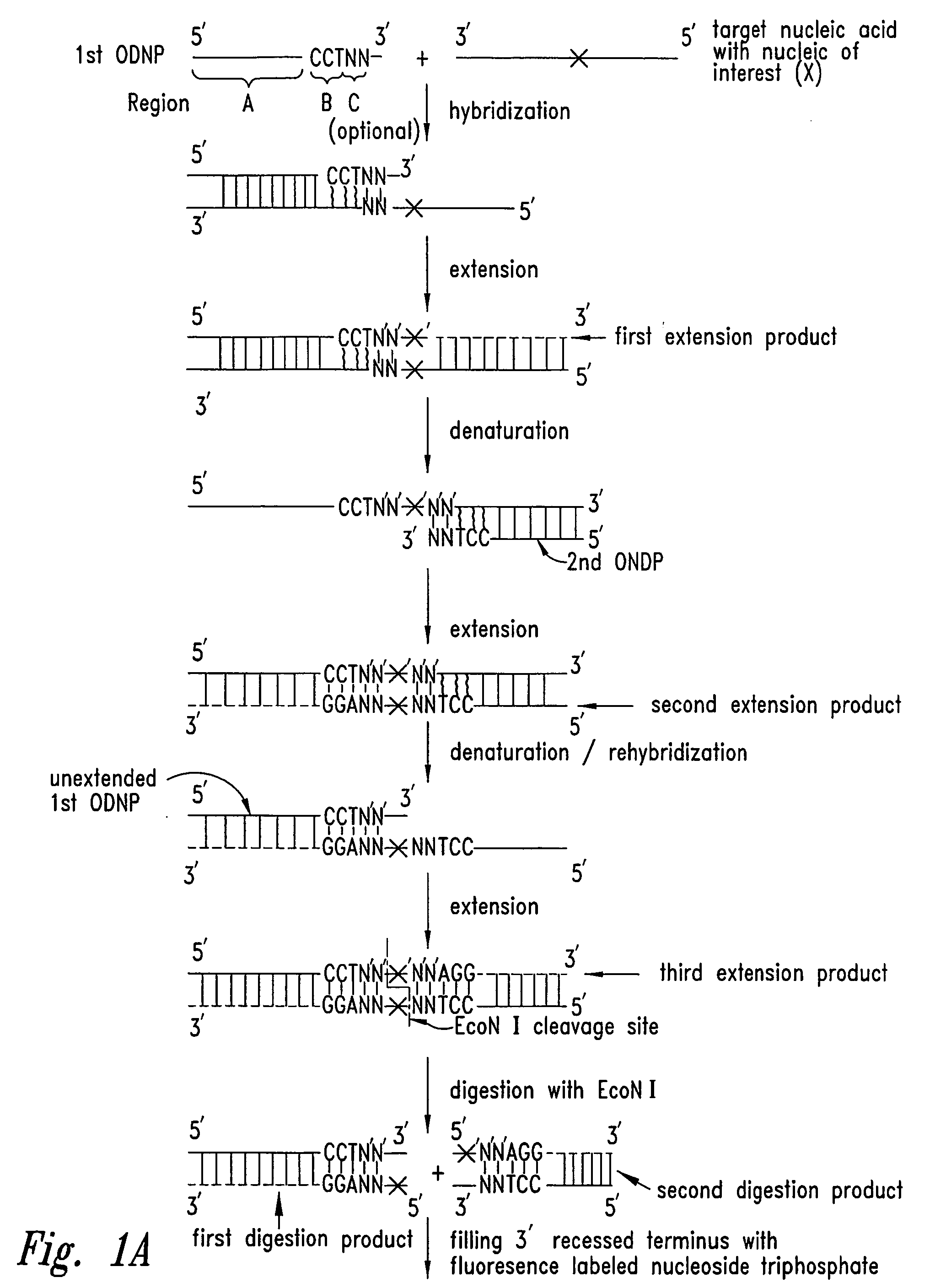 Methods for identifying nucleotides at defined positions in target nucleic acids using fluorescence polarization