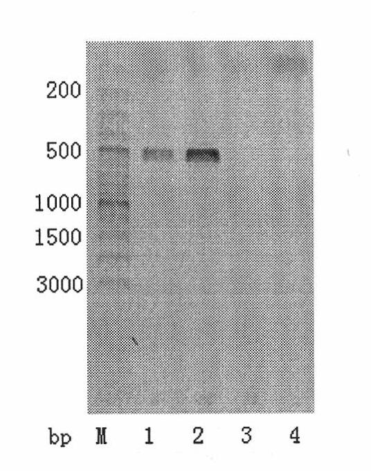 Three mutations of FPPS gene of Malus domestica Borkh. and identification method thereof