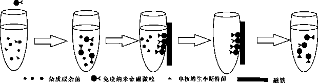 Listeria monocytogenes enrichment and rapid detection method