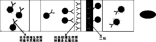 Listeria monocytogenes enrichment and rapid detection method