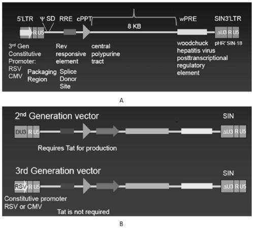 octs-car dual targeting chimeric antigen receptor, coding gene, recombinant expression vector and its construction and application