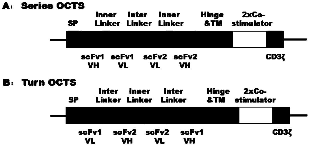 octs-car dual targeting chimeric antigen receptor, coding gene, recombinant expression vector and its construction and application