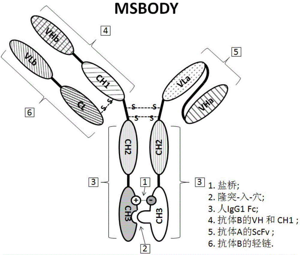 A preparing method of bispecific antibodies targeting a mouse T lymphocyte CD3 and a human tumor antigen EpCAM, and applications of the bispecific antibodies