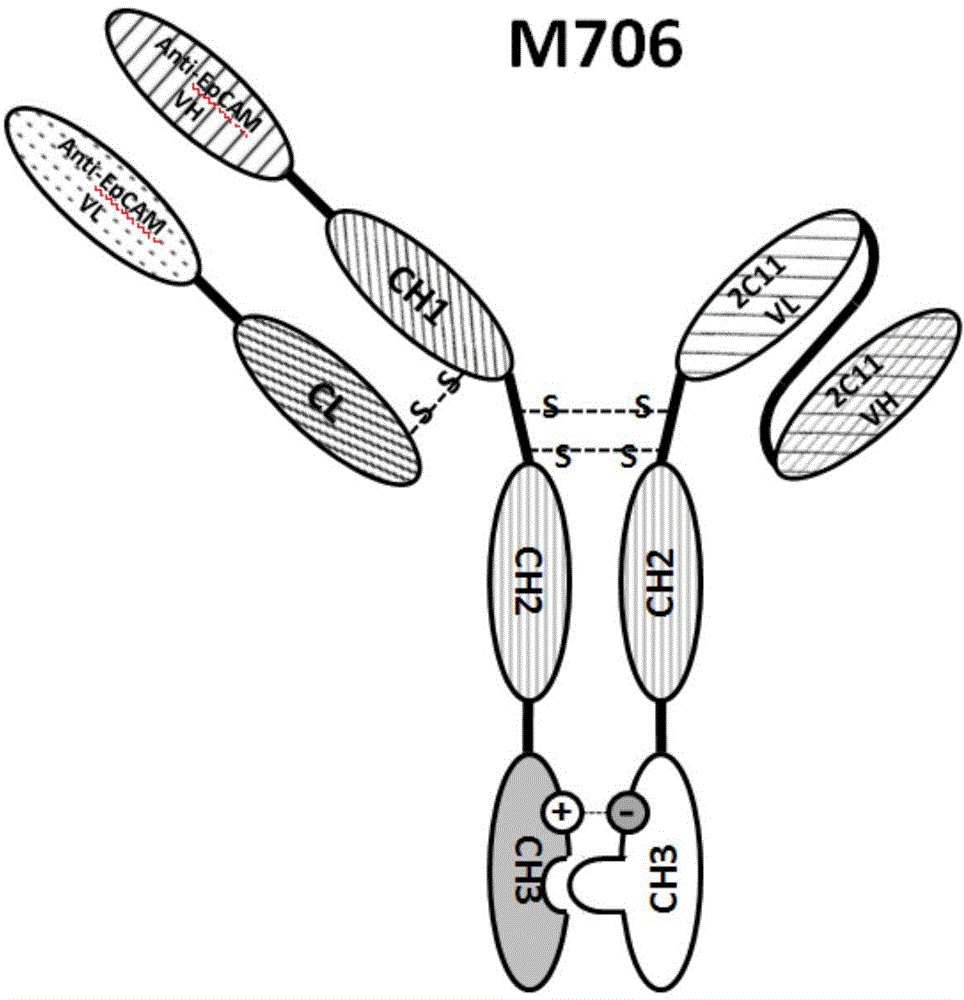 A preparing method of bispecific antibodies targeting a mouse T lymphocyte CD3 and a human tumor antigen EpCAM, and applications of the bispecific antibodies