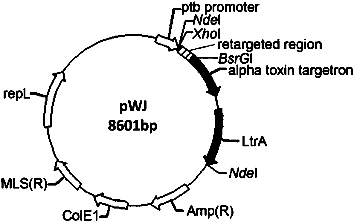 Method for improving electricity generation of clostridium beijerinckii and application thereof