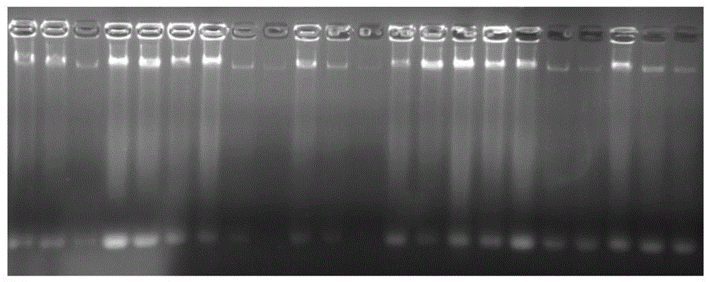 Extraction method of strawberry genome DNA