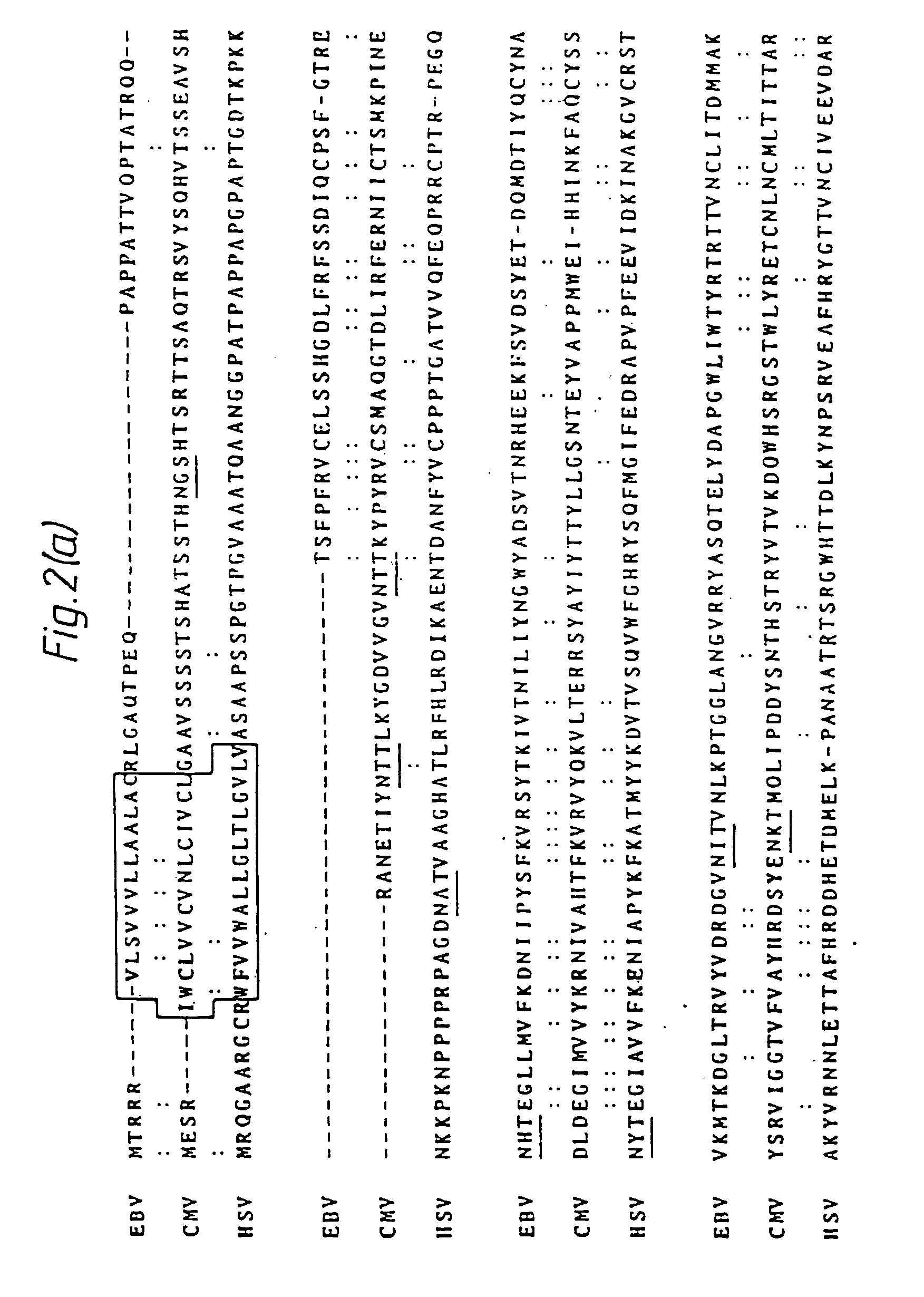 Process for the production of HCMV glycoproteins, antibodies thereto and HCMV vaccines, and recombinant vectors therefor