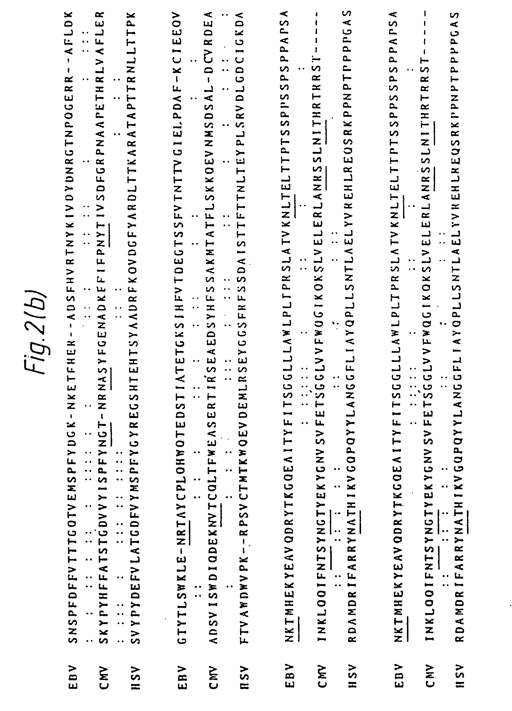 Process for the production of HCMV glycoproteins, antibodies thereto and HCMV vaccines, and recombinant vectors therefor