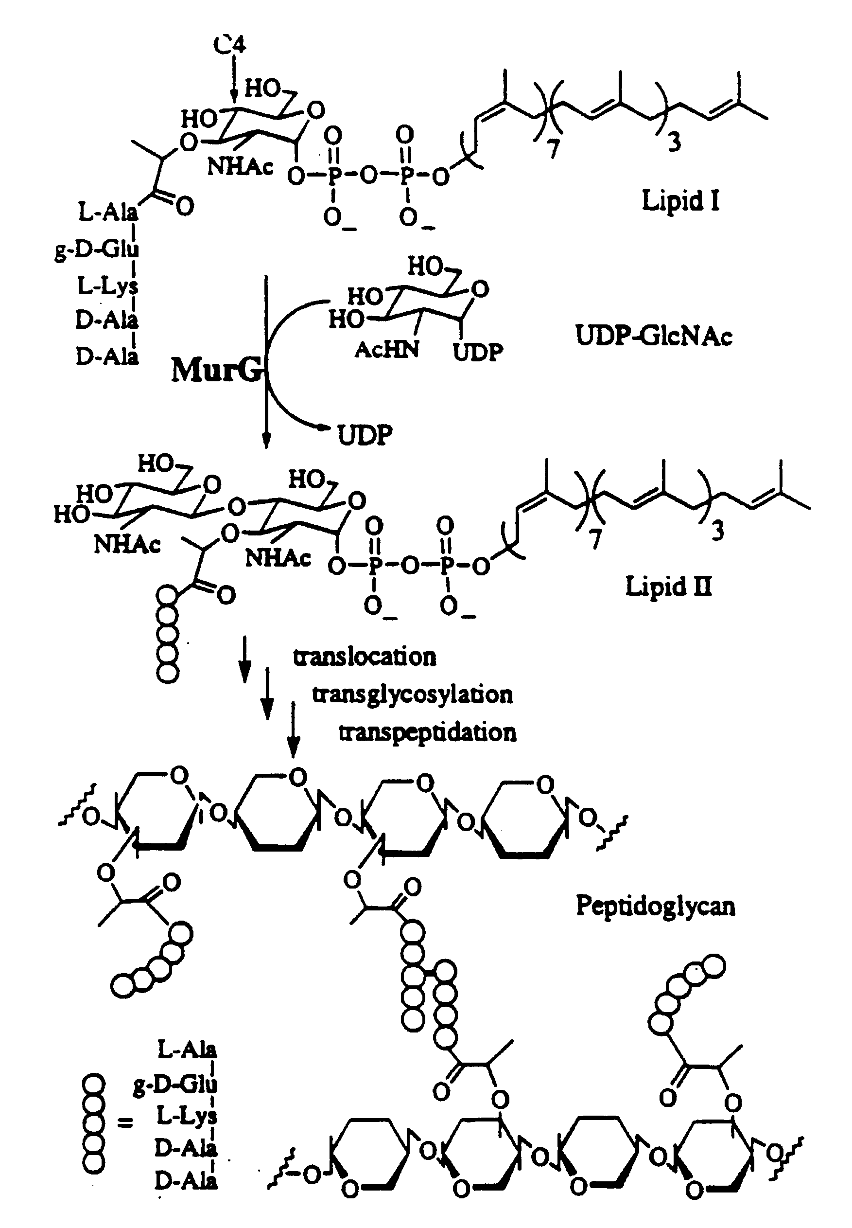 Bacterial transglycosylases: assays for monitoring the activity using Lipid II substrate analogs and methods for discovering new antibiotics