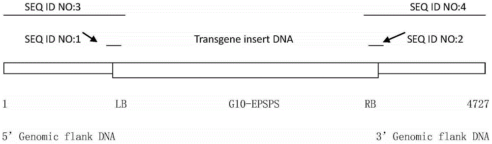 Glycine max transformation event SHZD32-01 and detection method thereof