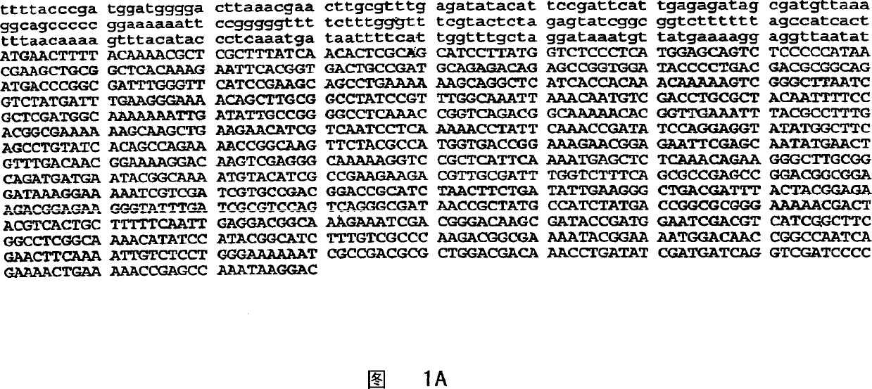 Recombinant bacillus phytases and uses thereof