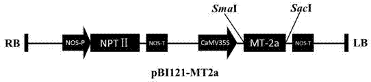 Application of lotus metallothionein gene MT2a in improving seed longevity and activity