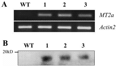 Application of lotus metallothionein gene MT2a in improving seed longevity and activity