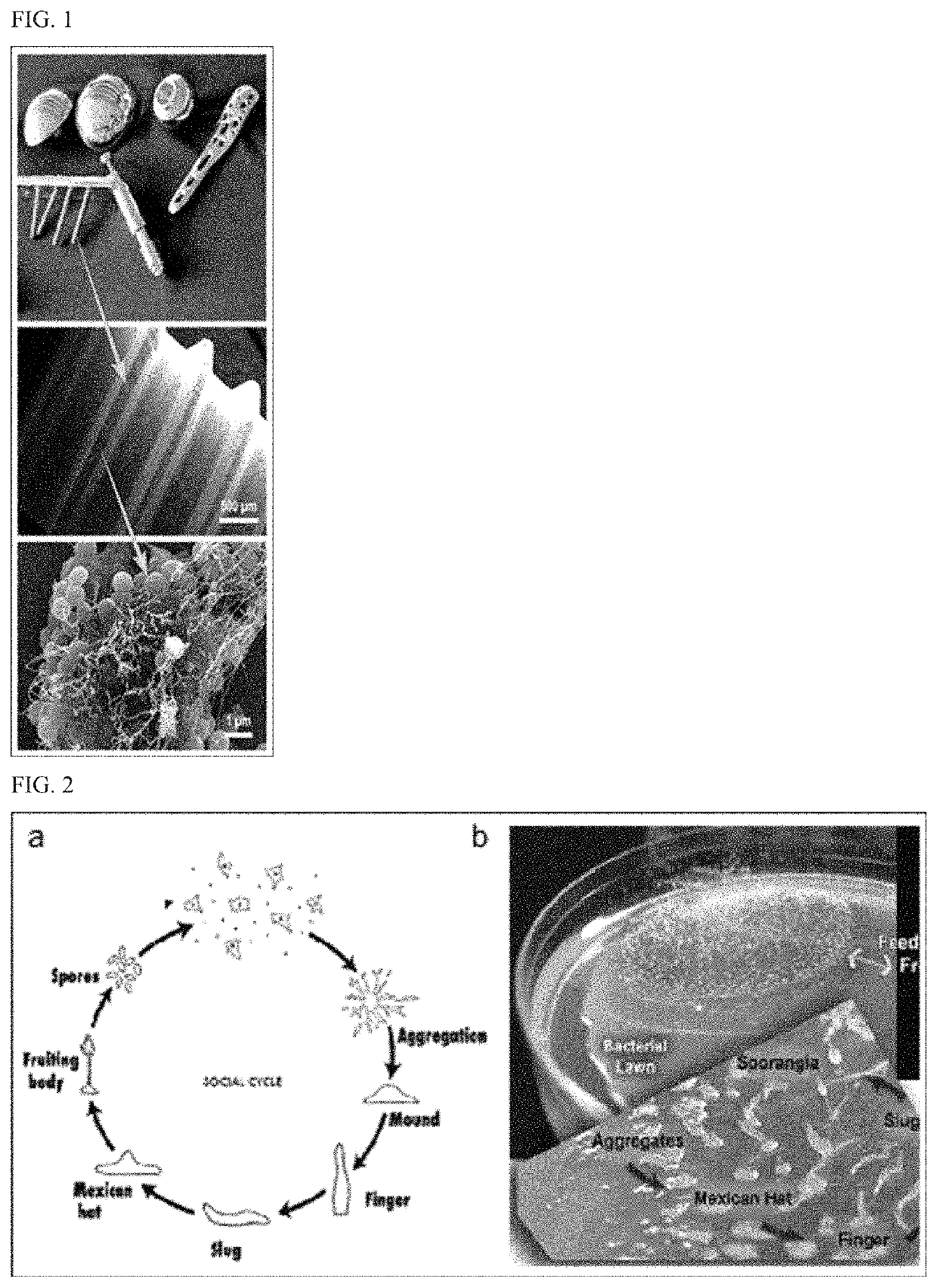 Anti-biofilm agents and uses thereof