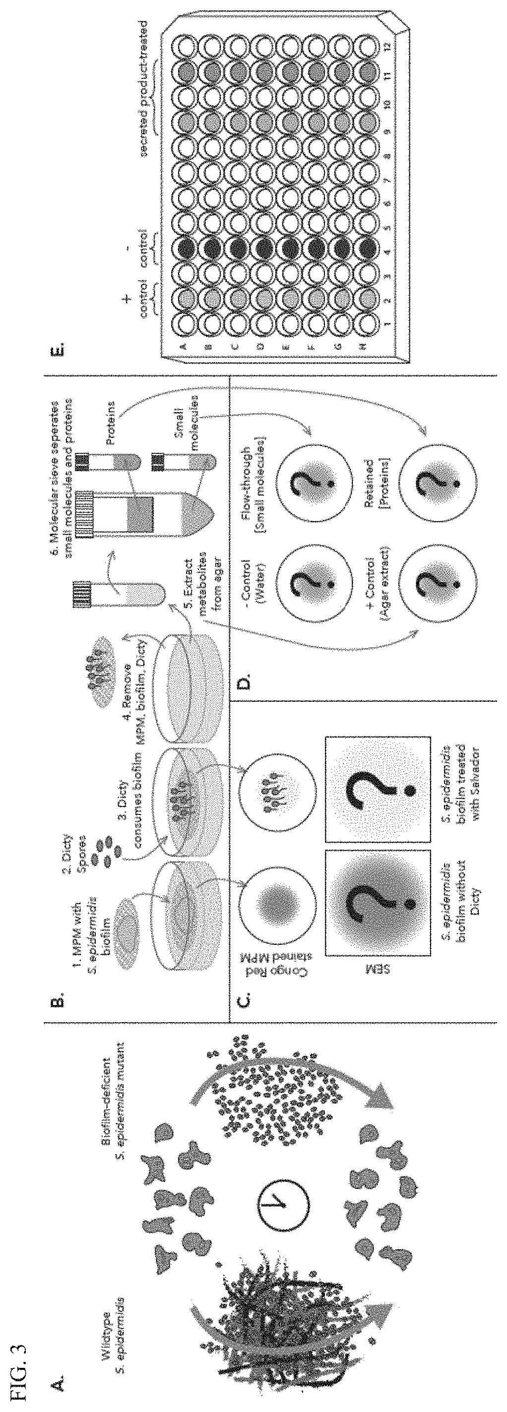 Anti-biofilm agents and uses thereof